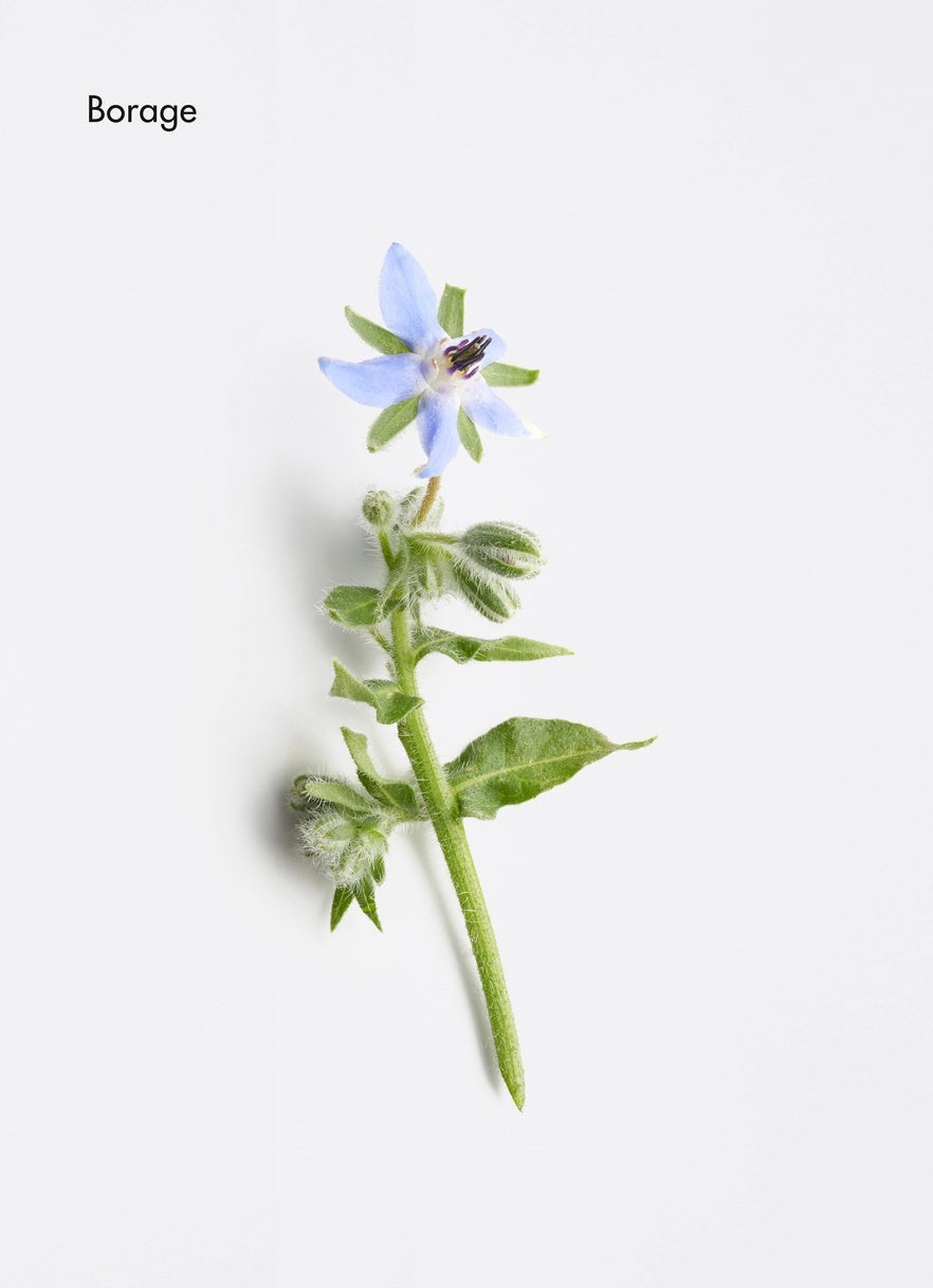 la biostethique, cuir chevelu soin sec traitement, picky hair reims expert cuir chevelu capillaire visagisme borage