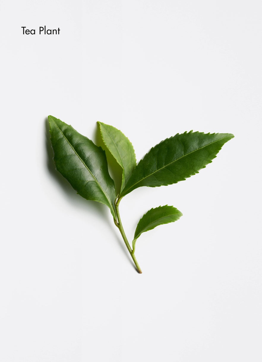 chute de cheveux, méthode régénérante, scalp care, la biostethique picky hair reims cuir chevelu traitement feuille de the 
